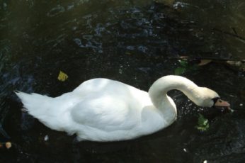 Avem din nou lebede pe lac