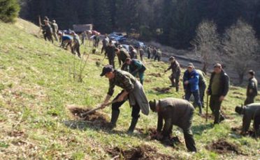 A murit în timp ce planta molid