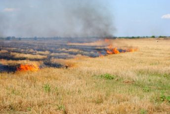Incendierea miriştilor duce la pierderea subvenţiei APIA