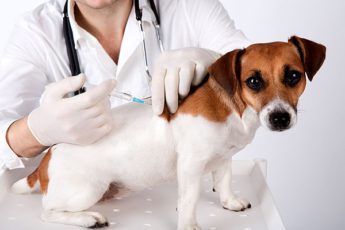 Vaccinare antirabică obligatorie