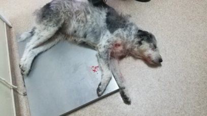 Ucigașul unui câine, căutat de Poliția Făgăraș