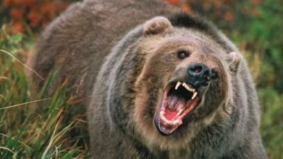 Două persoane rănite de urși, la Zoo Brașov