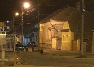 Tot mai multe animale sălbatice în localitate. Soluția?