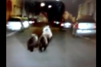 VIDEO | Urșii se plimbă nestingheriți pe străzile din Făgăraș