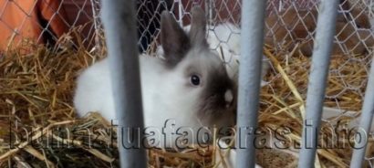 1.300 de păsări și animale de rasă, expuse la Făgăraș