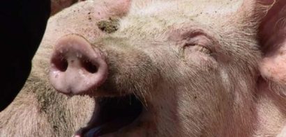 Alertă de pestă porcină în județul Sibiu, în apropiere de Făgăraș