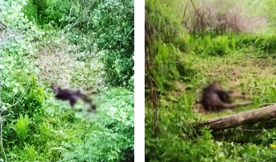 Trei braconieri, prinși după ce au omorât un mistreț la Șinca Nouă