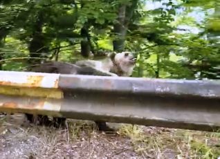 „Urșii cerșetori" de pe Transfăgărăşan sunt relocați în sanctuare