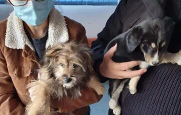 Câinii pot fi sterilizați și microcipați gratuit