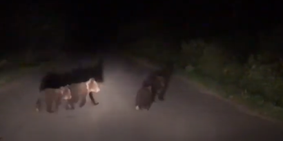VIDEO | 4 pui de urs, pe drumul Calbor – Făgăraș