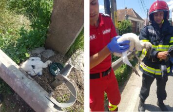 Pompierii făgărășeni au salvat și un pui de barză