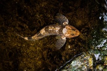 ALERTĂ | Poluarea din Munţii Făgăraş se confirmă! Au fost sesizaţi procurorii