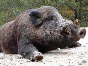 Caz de pestă porcină africană, confirmat la un mistreț în zona Dejani-Urlea
