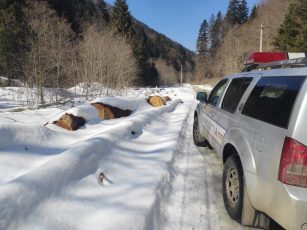 16 transportatori de lemne au rămas fără marfă și au fost amendați