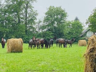 Zeci de amenzi împărțite proprietarilor de animale, la un târg din Veneția de Jos