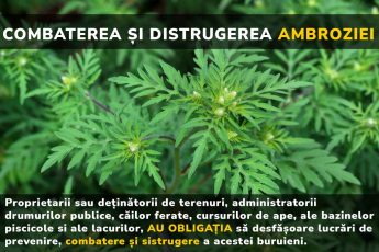Primăria Făgăraș: proprietarii sau deținătorii de terenuri sunt obligați să distrugă ambrozia