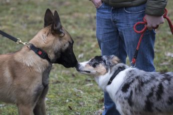 Expoziție de câini la Sâmbăta de Sus