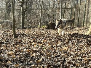 Fetiţă de 8 ani, muşcată de un lup la Grădina Zoologică Sibiu