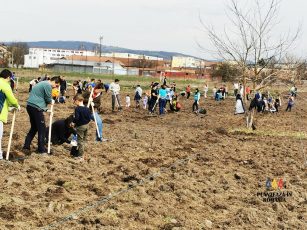 750 de puieți vor fi plantați în Făgăraș, în noiembrie. Zeci de voluntari au plantat 6.000 de salcâmi și frasini, în primăvară