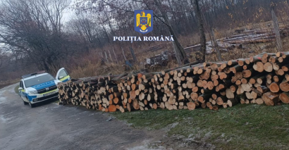 Captură de cioate la Arpaș