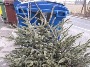 Unde aruncăm brazii