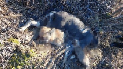 Cruzime îngrozitoare. Un câine a fost împușcat în cap și incendiat, la Șinca Veche