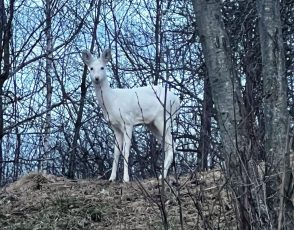 Căprioară albă, foarte rară, fotografiată în zona Bran