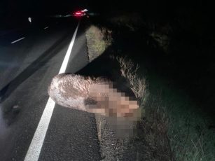 Urs lovit mortal de o mașină pe DN1, la Arpașu de Jos