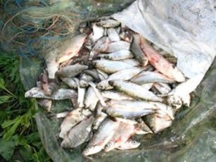 Peste 130 kg de pește și unelte de pescuit, confiscate de polițiștii din Voila