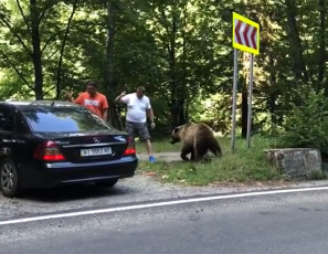 Bărbat atacat de urs pe Transfăgărășan, în timp ce se filma hrănind animalul