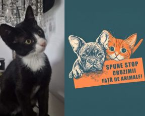 Protest împotriva cruzimii față de animale la Făgăraș, duminică, după ce o pisică a fost ucisă