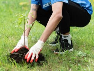 Făgărășenii sunt invitați să planteze puieți