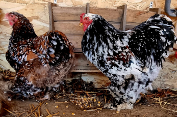 Expoziție de animale și păsări de rasă, la Râșnov