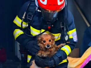 Pompierii făgărășeni au salvat un câine dintr-un incendiu