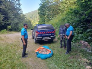 Câine rănit în Masivul Făgăraș, salvat de jandarmi montani și turiști inimoși