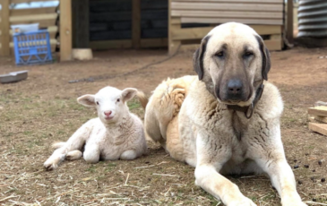 Tânăr atacat de o haită de câini ciobănești în Munții Făgăraș