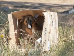 Câine abandonat de o femeie, găsit într-un șanț din Lisa
