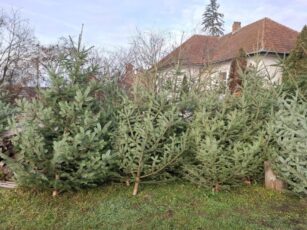 Brazi naturali, de la 40 de lei, disponibili la Ocolul Silvic Pădurile Șincii