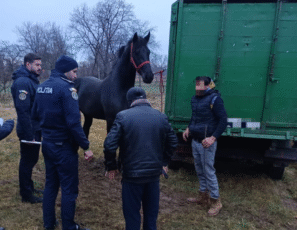 Anchetă în Recea, după ce cai declarați decedați au „înviat” la un târg ilegal