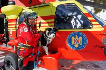 Câinii salvatori, eroii fără glas din Munții Făgăraș