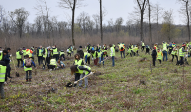 2.000 de puieți vor fi plantați la Beclean, de 100 de voluntari