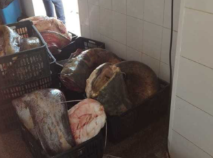 500 de kilograme de somn, confiscate de Garda de Mediu