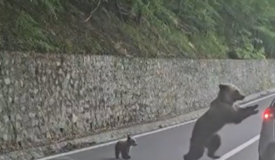 Bărbat mușcat de ursoaică pe Transfăgărășan, după ce i-a aruncat pâine din mașină