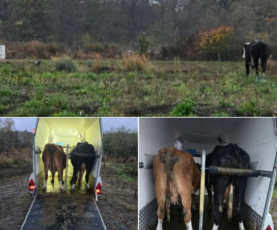 Bovine nesupravegheate, ridicate din cartierul Galați de Poliția Locală